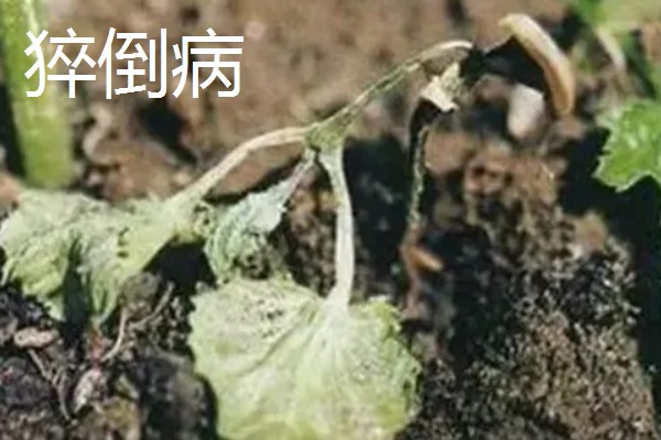 植物病害的症状,不同病害的病症不同