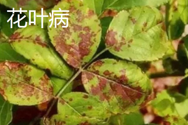 植物病害的症状,不同病害的病症不同