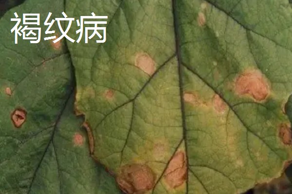 植物病害的症状,不同病害的病症不同