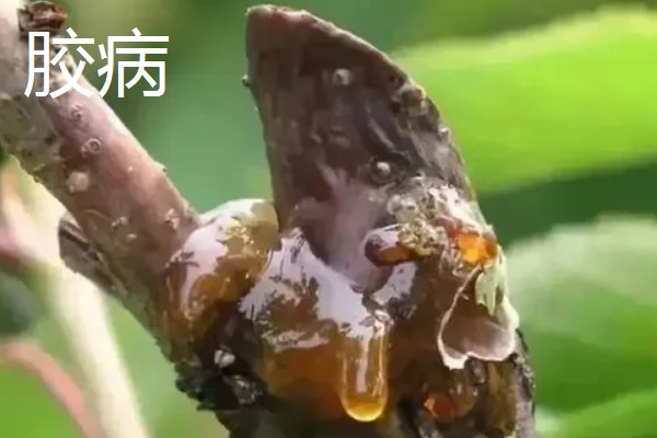 植物病害的症状,不同病害的病症不同