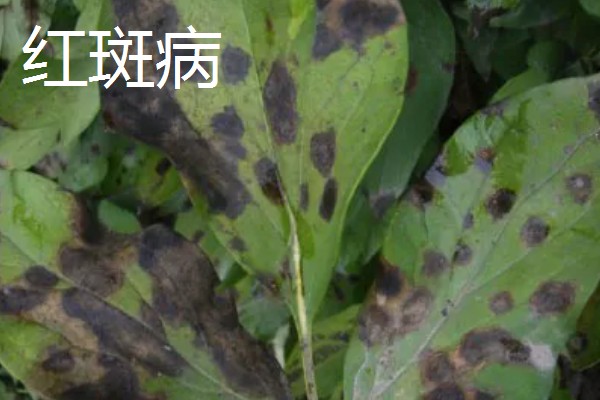 植物病害的症状,不同病害的病症不同