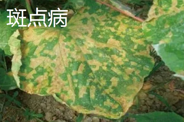 植物病害的症状,不同病害的病症不同