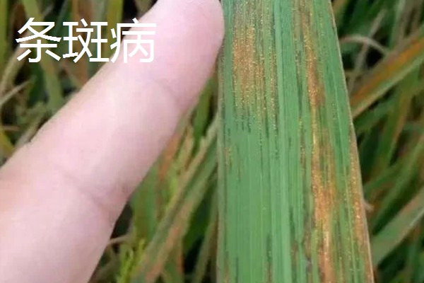 植物病害的症状,不同病害的病症不同