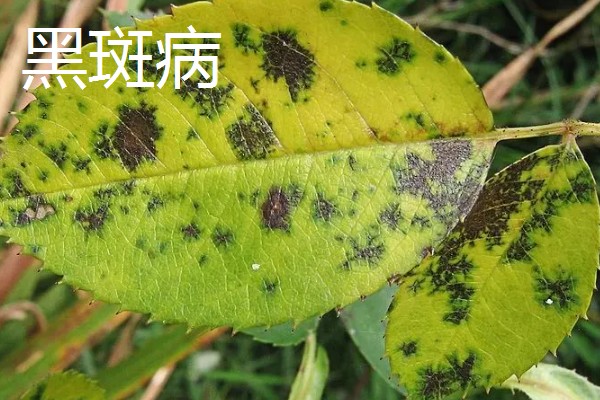 植物病害的症状,不同病害的病症不同