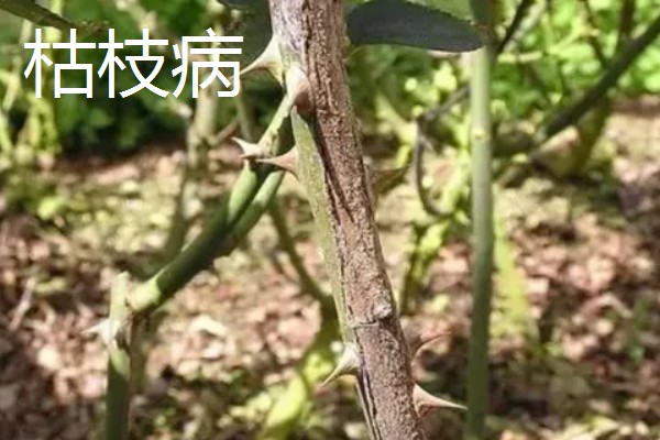 植物病害的症状,不同病害的病症不同