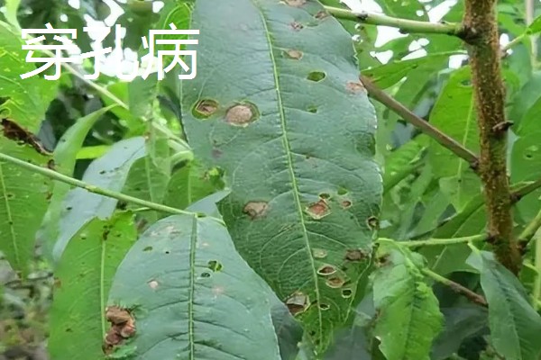 植物病害的症状,不同病害的病症不同