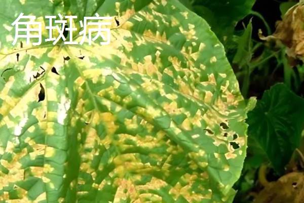 植物病害的症状,不同病害的病症不同