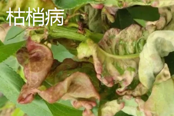 植物病害的症状,不同病害的病症不同