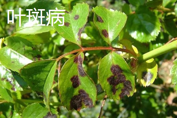 植物病害的症状,不同病害的病症不同