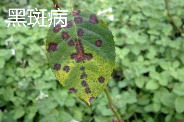 植物病害的症状,不同病害的病症不同