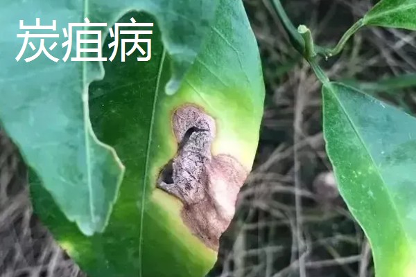 植物病害的症状,不同病害的病症不同