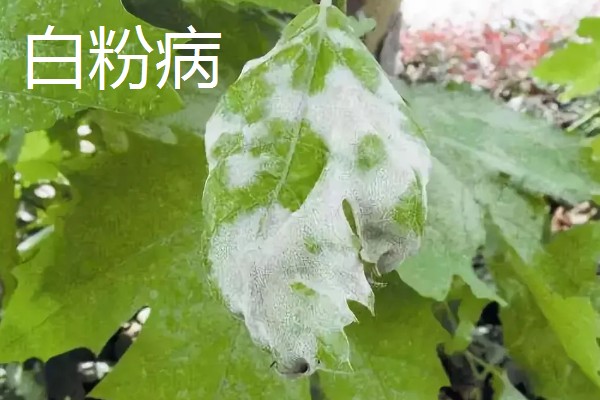 植物病害的症状,不同病害的病症不同