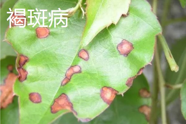 植物病害的症状,不同病害的病症不同