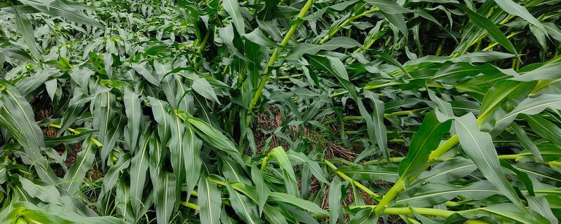 玉米倒伏要人工扶起来吗,在抽穗期则不用人工扶起来
