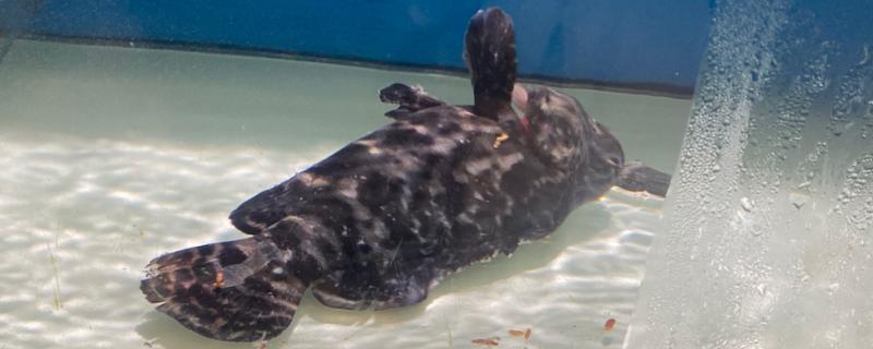 鱼是怎么睡觉的，是在水中睡觉的