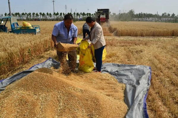 如何保管湿小麦,可采用以下6种方法