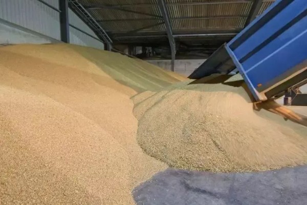 如何保管湿小麦,可采用以下6种方法