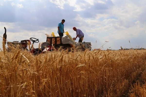 如何保管湿小麦,可采用以下6种方法