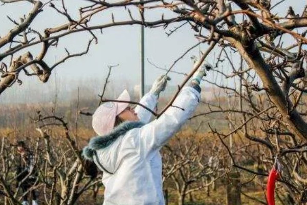 柿子如何掐尖,适合在生长初期进行