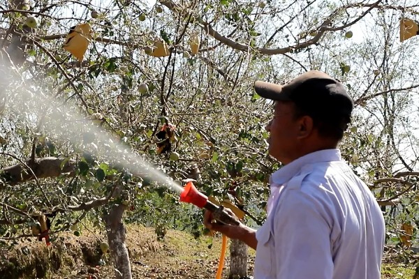柿子如何掐尖,适合在生长初期进行