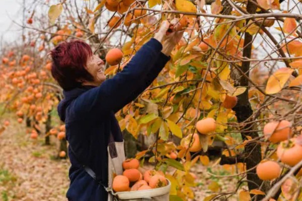 柿子如何掐尖,适合在生长初期进行