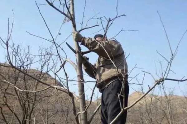 柿子如何掐尖,适合在生长初期进行