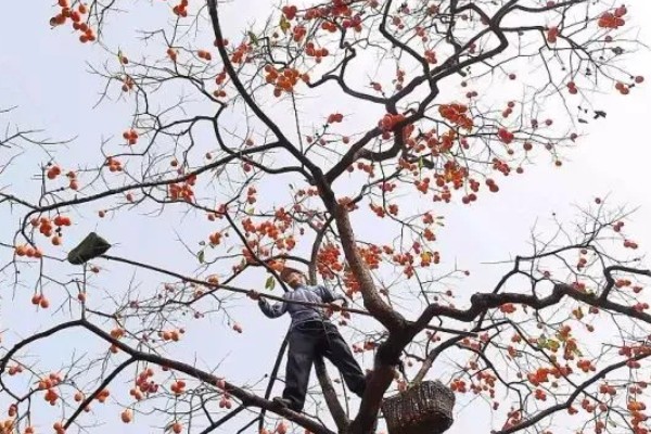 柿子如何掐尖,适合在生长初期进行