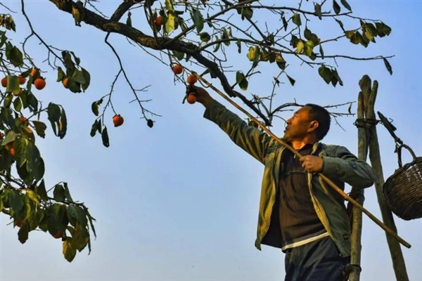 柿子如何掐尖,适合在生长初期进行