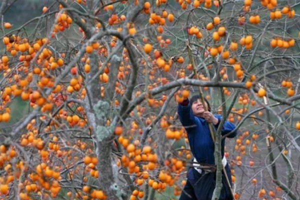 柿子如何掐尖,适合在生长初期进行