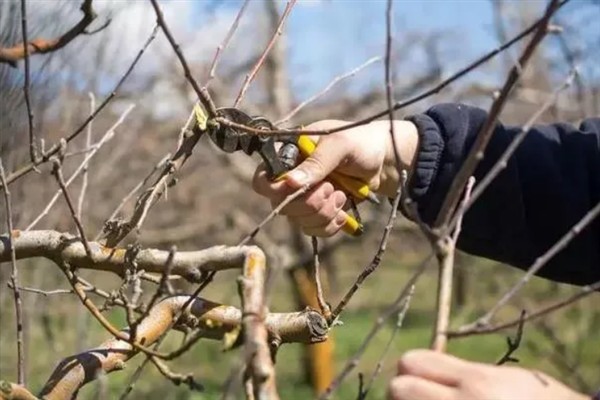 柿子如何掐尖,适合在生长初期进行