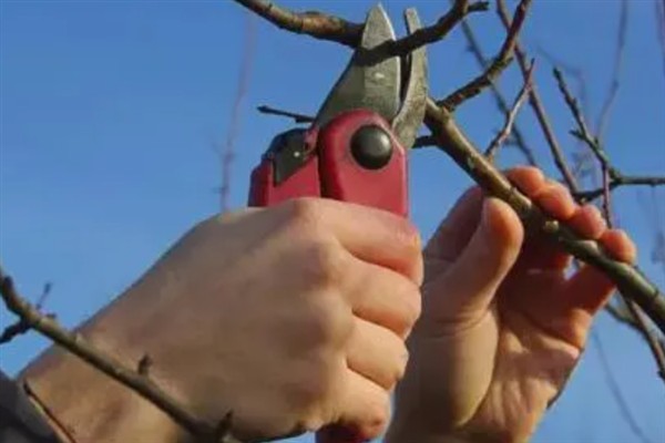 柿子如何掐尖,适合在生长初期进行