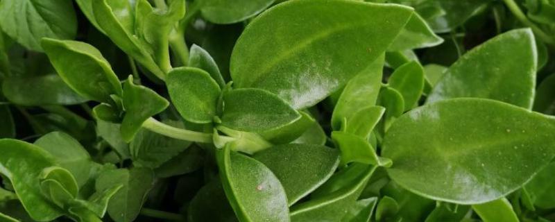 田七叶子的形状,呈长椭圆形或长圆形