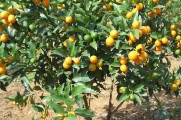 金桔的产地,主产地为福建尤溪、江西遂川等