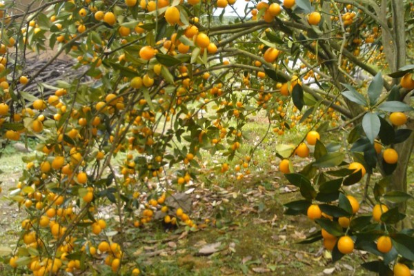 金桔的产地,主产地为福建尤溪、江西遂川等