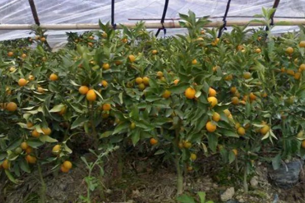 金桔的产地,主产地为福建尤溪、江西遂川等