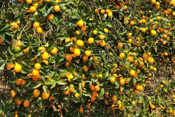 金桔的产地,主产地为福建尤溪、江西遂川等