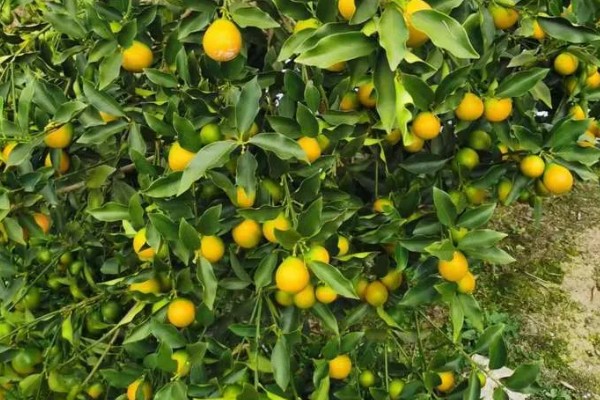 金桔的产地,主产地为福建尤溪、江西遂川等