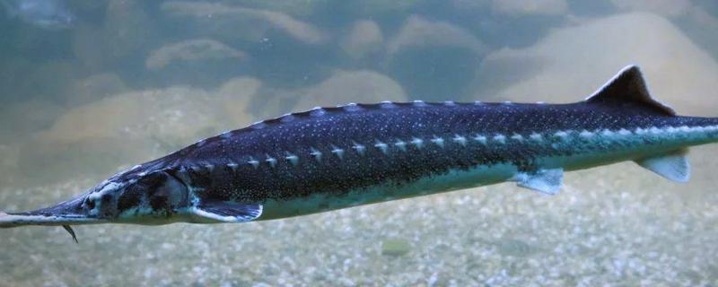 鲟龙鱼是淡水鱼还是海鱼，根据种类而定