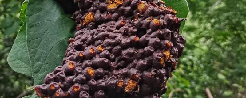 酸蜂的简介,体型大概是普通蜜蜂的十分之一