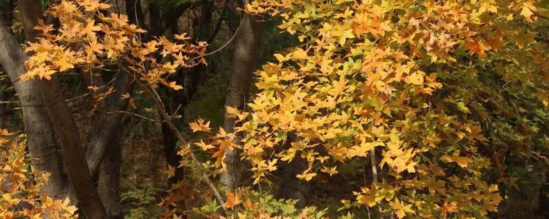 大自然中植物如何过冬，会以留种的方法越冬