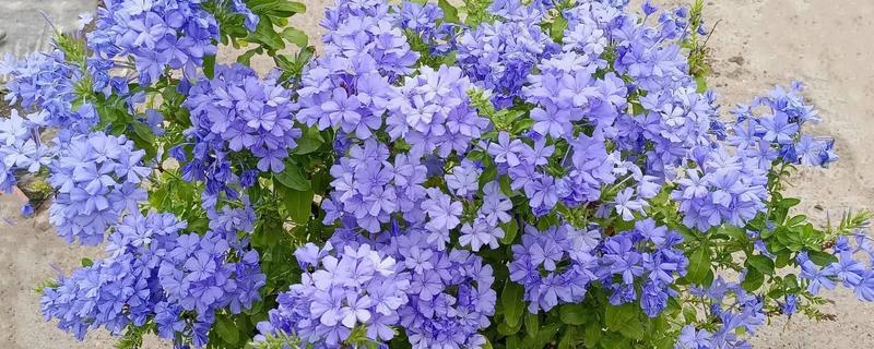 蓝丁香花的开放时间,花期为4-6月份、8-9月份