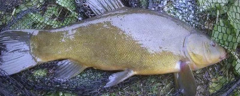 丁桂鱼的养殖条件，养殖前需要进行消毒处理