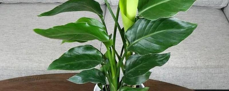 为什么天堂鸟不适合放客厅，客厅光照不足且通风差