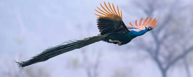 孔雀会不会飞，最高能飞到十几米左右