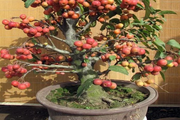 怎么养海棠果树盆栽,浇水的时候要浇足浇透