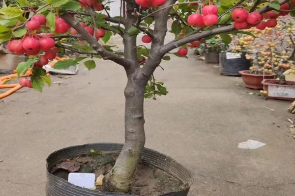 怎么养海棠果树盆栽,浇水的时候要浇足浇透