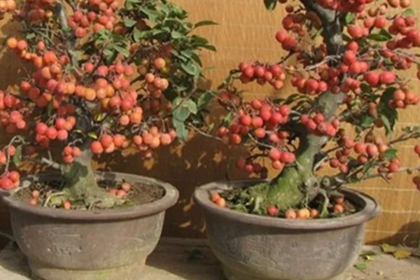 怎么养海棠果树盆栽,浇水的时候要浇足浇透
