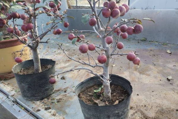 怎么养海棠果树盆栽,浇水的时候要浇足浇透