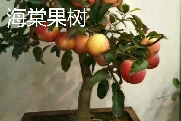 怎么养海棠果树盆栽,浇水的时候要浇足浇透