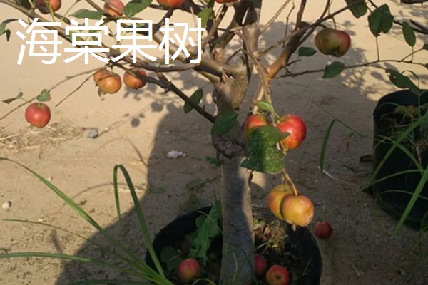 怎么养海棠果树盆栽,浇水的时候要浇足浇透